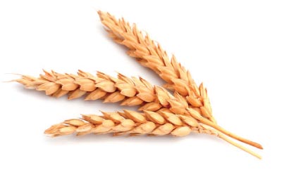 grano